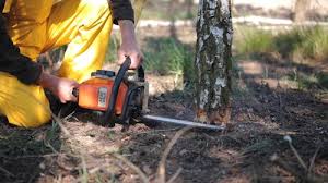 Reliable Oxnard, CA Tree Removal and Landscaping Services Solutions